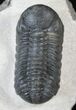 Austerops (Phacops) Trilobite - Very Detailed #13889-1